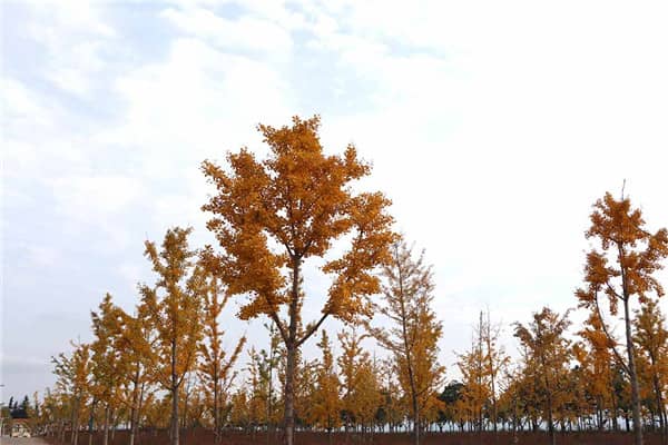 西安壽陽山墓園的位置、建立背景、環境