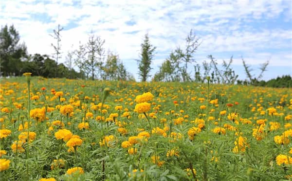 壽陽山墓園西安地址在哪里，限時搶購
