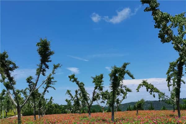 壽陽山公墓的具體位置在哪里?其地理環境有何特色?