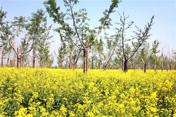 西安長安區(qū)壽陽山墓園售價(jià),選擇我們
