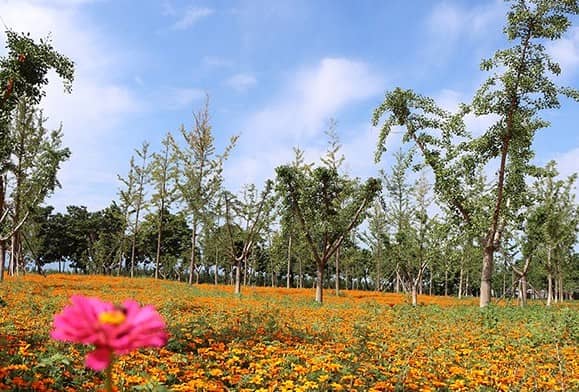 西安壽陽山墓園掃墓通知,傾聽生命的故事