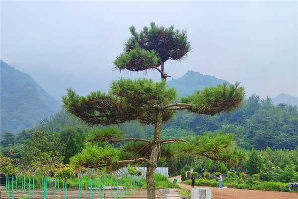 在選擇西安九龍山公墓的立碑葬式時(shí),家屬應(yīng)該考慮哪些因素?
