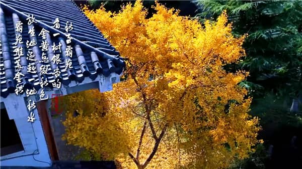 西安霸陵墓園墓型大全：傳統/藝術/生態墓型深度解析