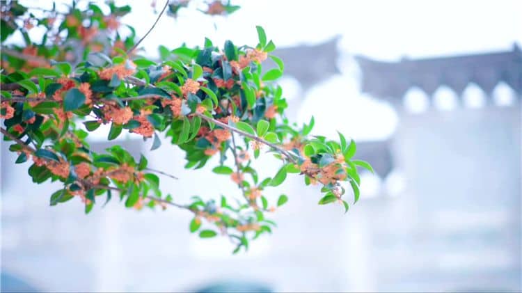 如果我對西安霸陵墓園的服務(wù)或業(yè)務(wù)有任何疑問，應(yīng)該如何聯(lián)系他們？