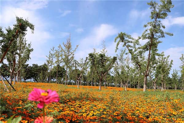 在選擇西安陵園時,市民應該考慮哪些關鍵因素?為什么這些因素很重要?