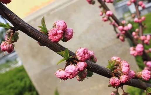西安公墓排名大全，為您提供永久歸宿