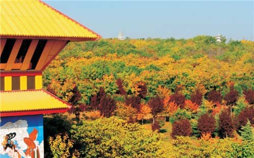 墳旁邊栽樹(shù)離多遠(yuǎn)最好?距離建議與風(fēng)水考量