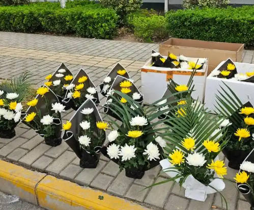 公墓二排六號好不好？